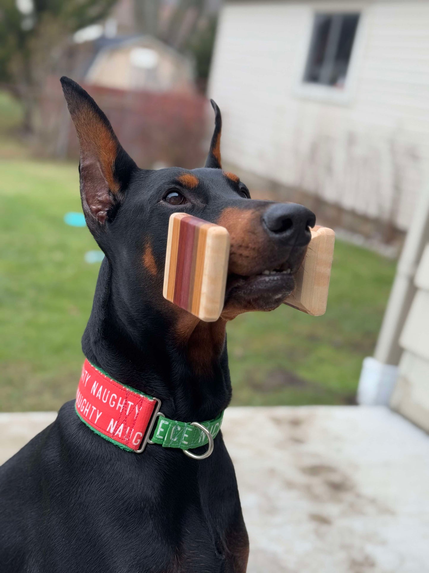 Dog Dumbbell SQUARE SHAPE Sunset Style Board Working